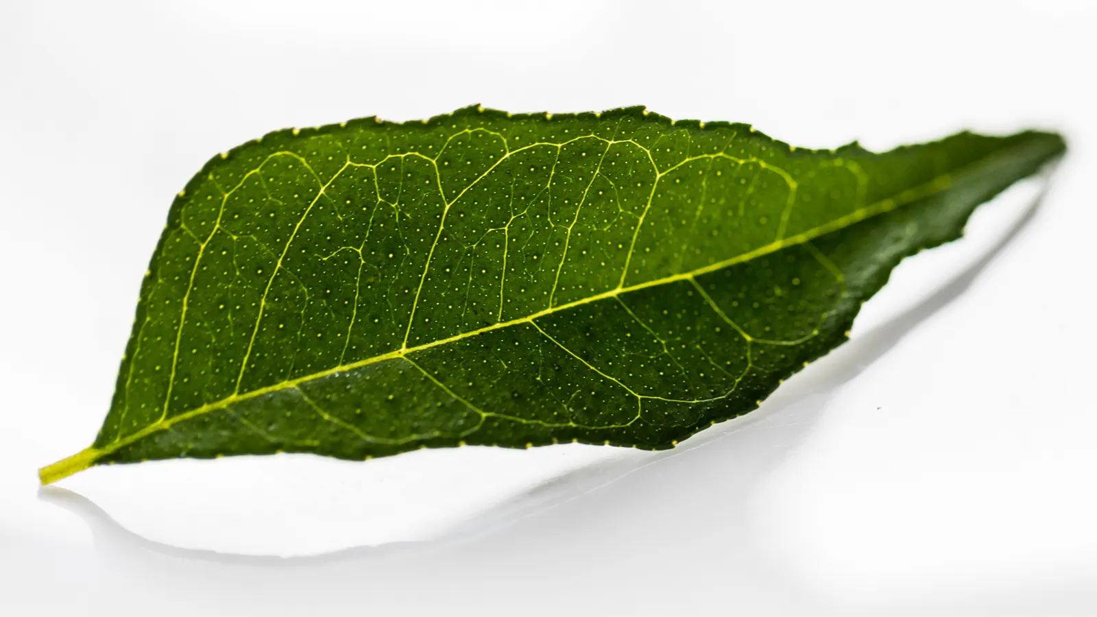 Curry Leaves Powder: Uses in Podi, Seasonings and Snacks